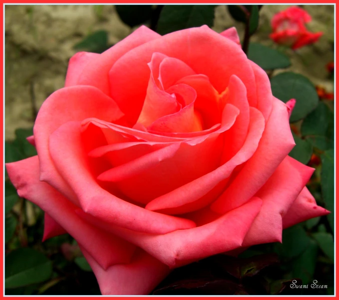 a very pretty pink rose with some green leaves