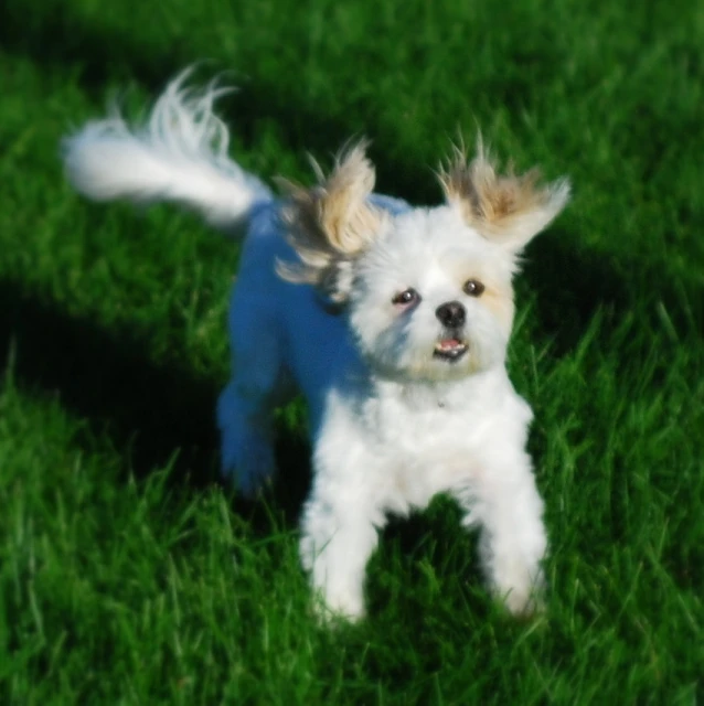 the little white dog is running on the grass