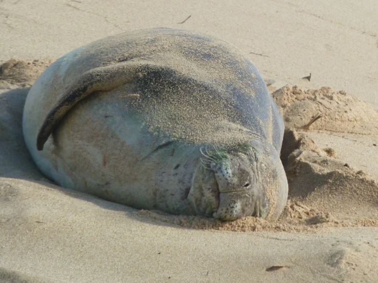 a gray seal lies in the sand at the beach