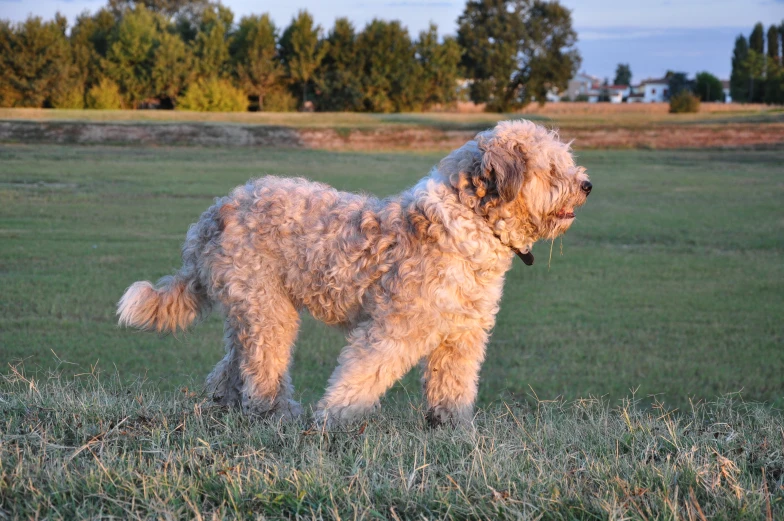 a gy dog standing in the grass near trees