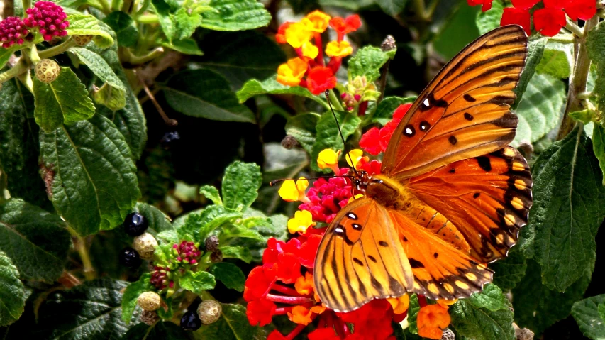 a erfly is sitting on some colorful flowers