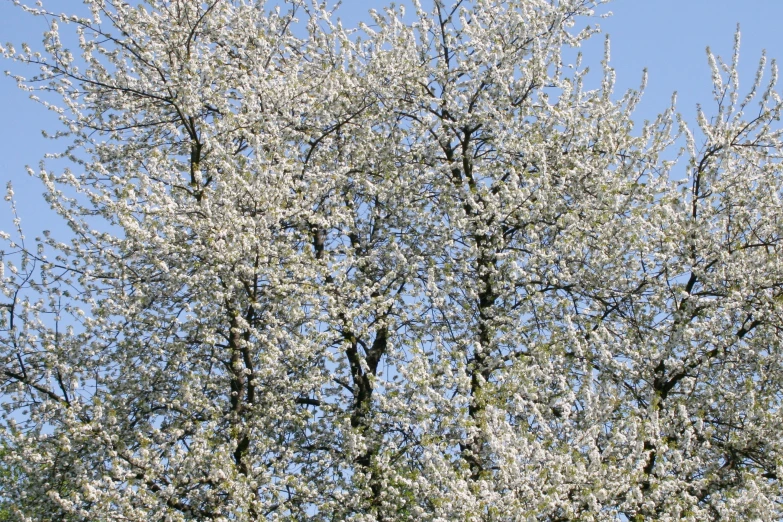 a tree with lots of white flowers is shown against the sky