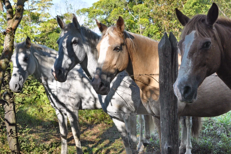 a herd of horses that are standing in the grass