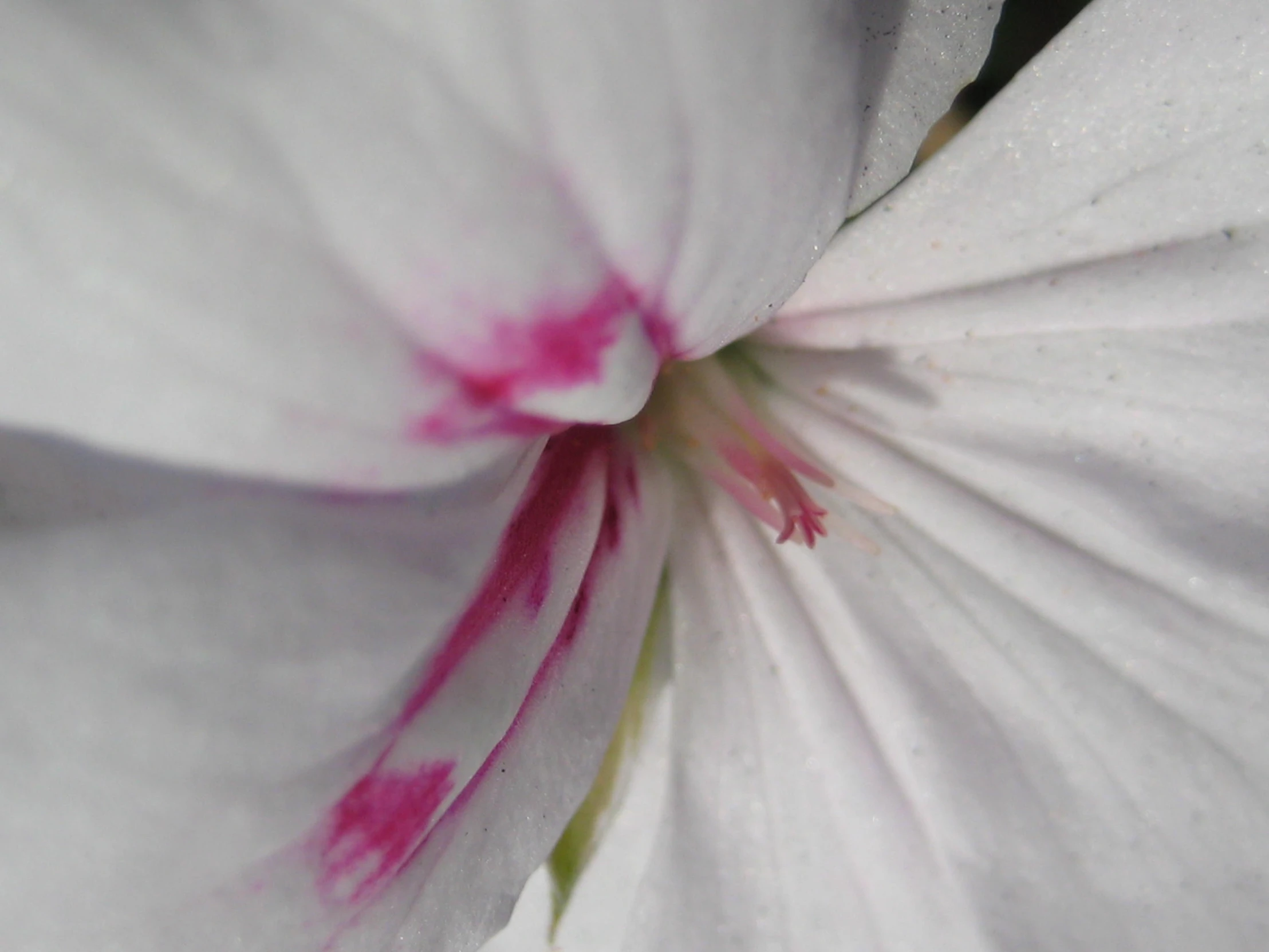 the underside of a flower blooming in the dark