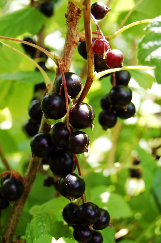 berries still on the plant are still fruited