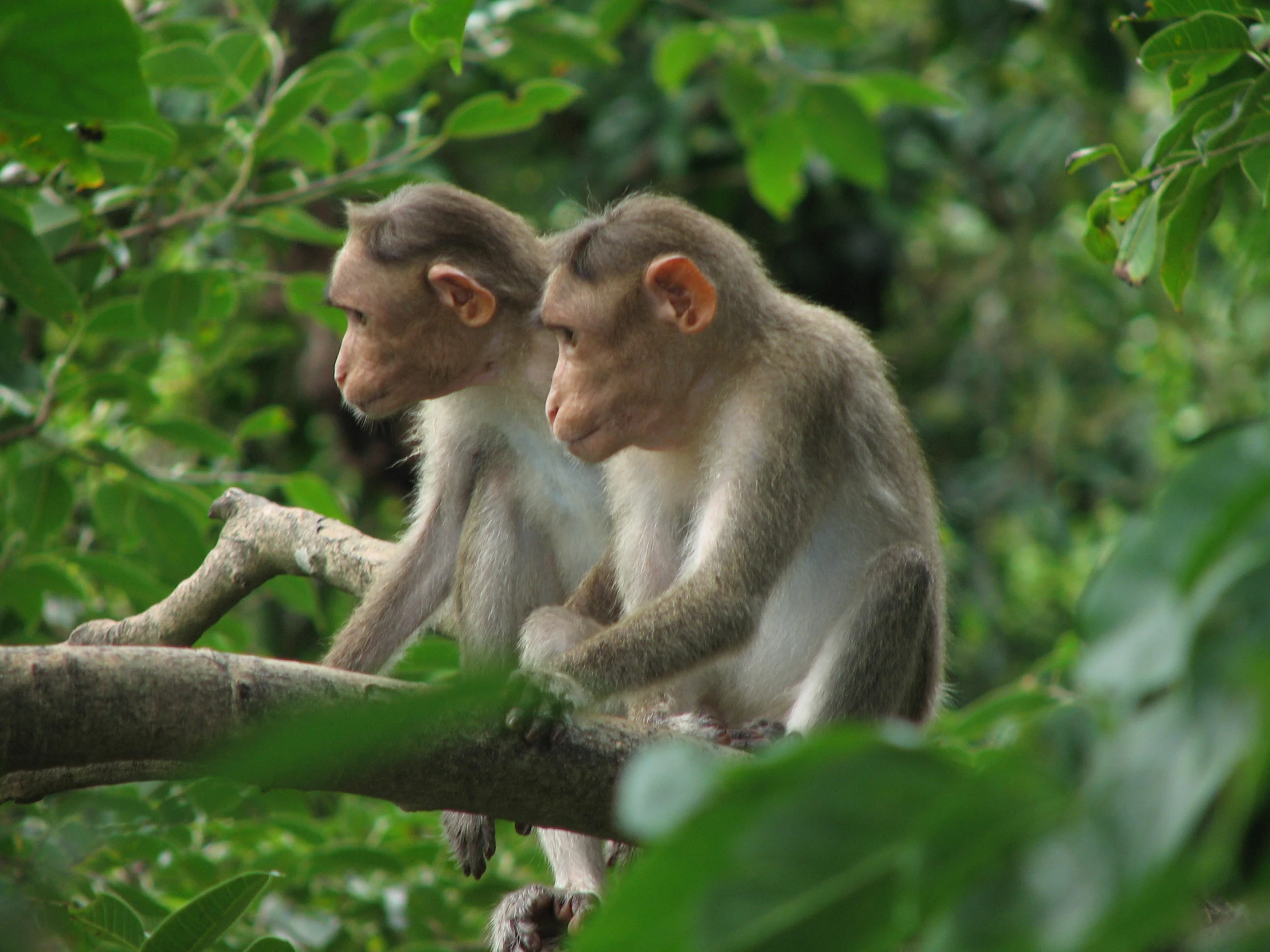 two monkeys sitting in the nches of a tree