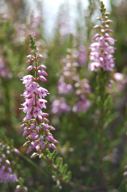 this is some pretty pink flowers in a field