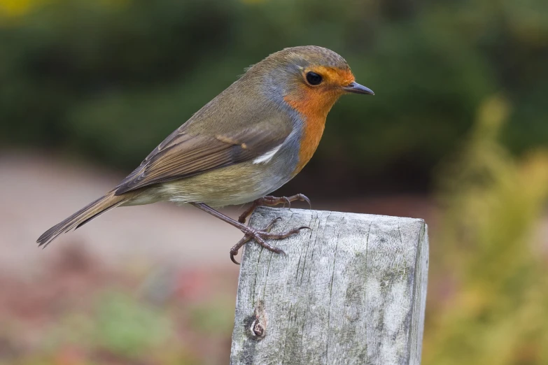 an orange ed bird sits on a wooden fence post