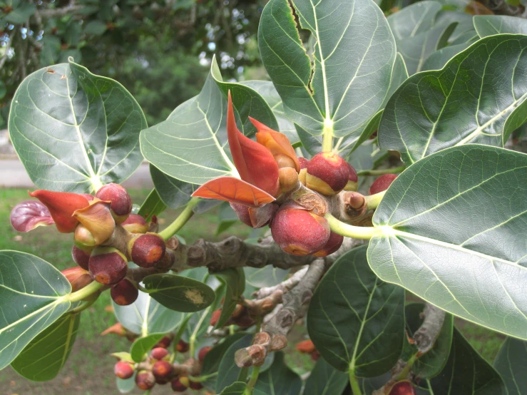 a close - up of a plant with buds growing on it