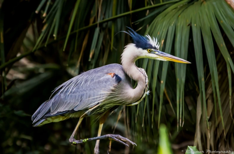 a bird with long legs and colorful neck standing in a tree