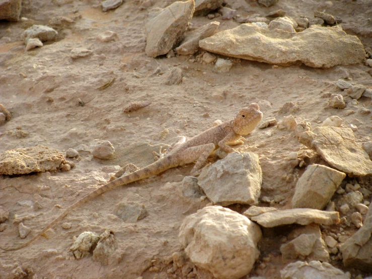 a lizard on the ground of some rocks