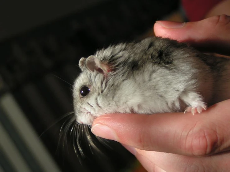 small hamster being held up in front of a persons hand
