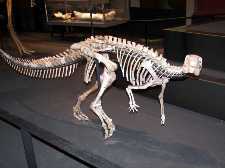 an artificial dinosaur skeleton sitting on display in a museum