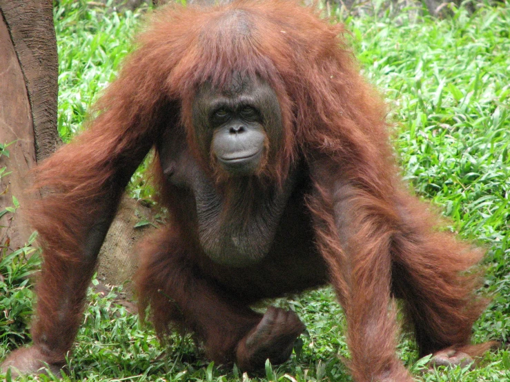 an orangua in the grass by a tree