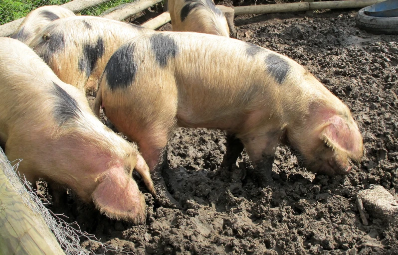 some large pig in dirt next to a fence