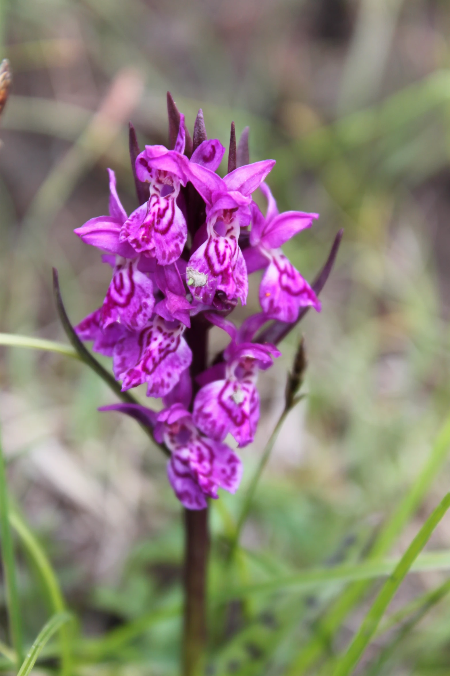 an orchid that is purple with a bee on it