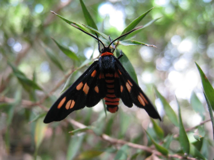 moth resting on twig in tree at sunny day