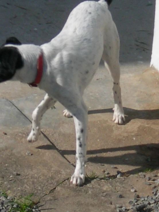 a white and black dog standing on top of a dirty cement slab