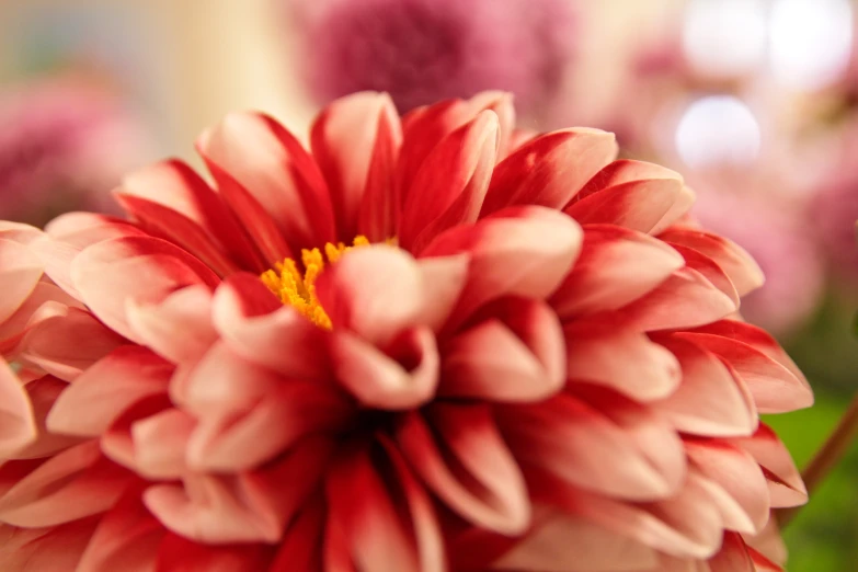 a close up view of a large red and white flower