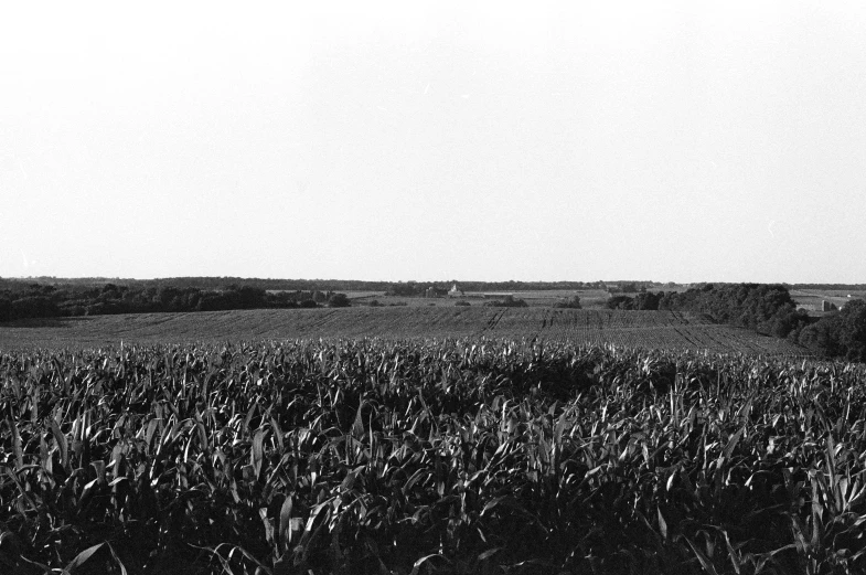 a farm field with some trees in the distance