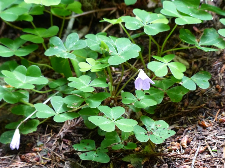 a group of leaf shaped plants on the ground