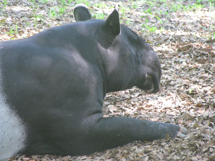 there is a black and white animal sitting down in the grass