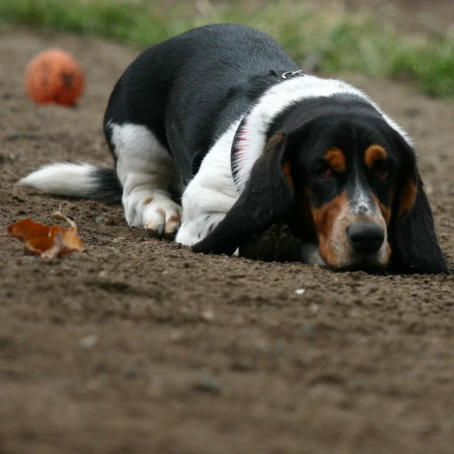 a dog laying down on the ground