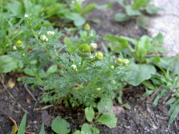 several leaves and flowers that are growing in the dirt