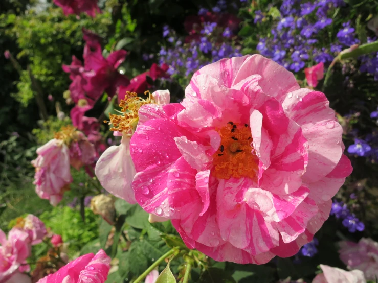 closeup of pink flowers and other flowers in the background