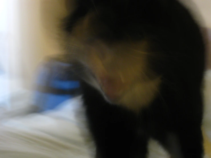 blurry picture of black cat on top of the bed