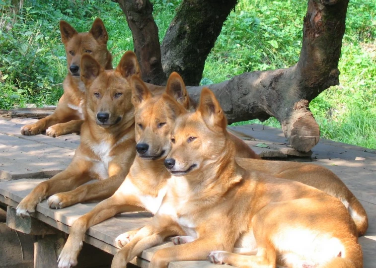 three brown dogs relaxing on a wooden bench