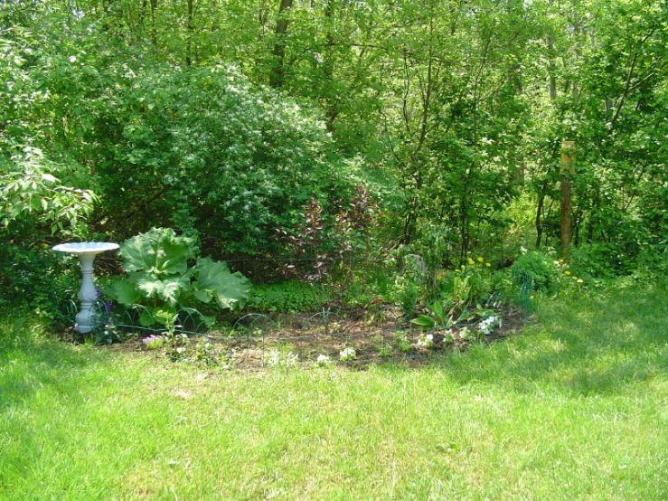 a back yard area with lush green plants and trees