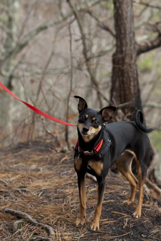 there is a small dog standing on the ground