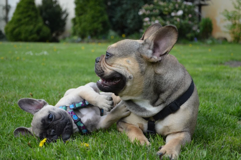 a puppy playing with his owner on the grass