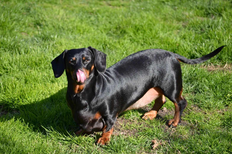 a dog that is sitting in the grass