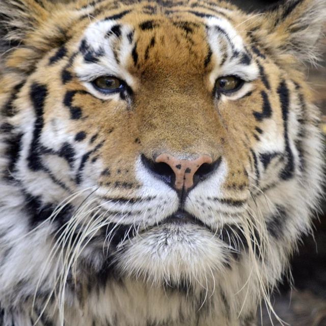 a large tiger staring intently at the camera