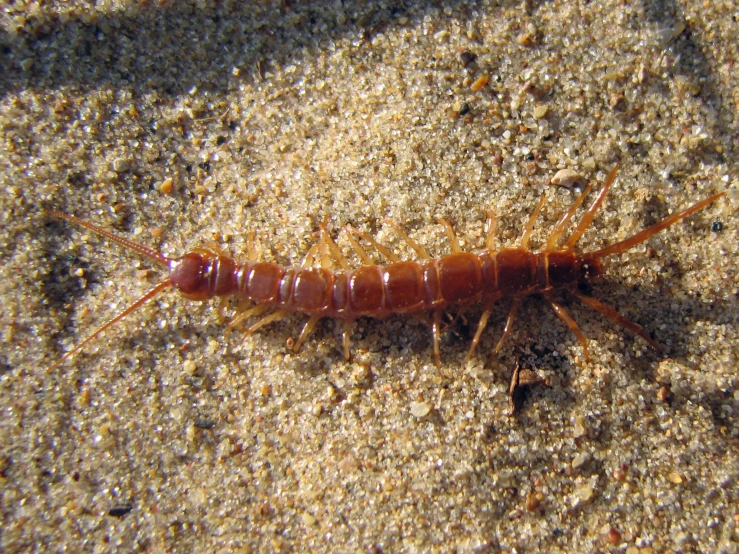 a small brown insect laying on some sand