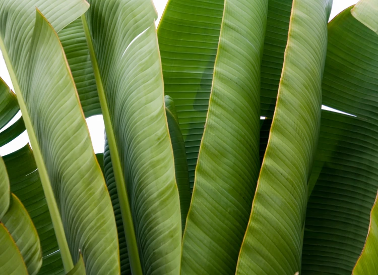 large leaves are green and green outside