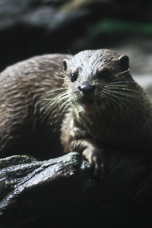 a close up of a animal sitting on a rock