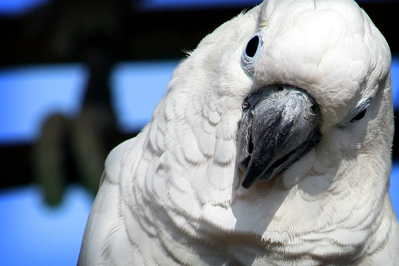 an closeup of a very pretty white parrot