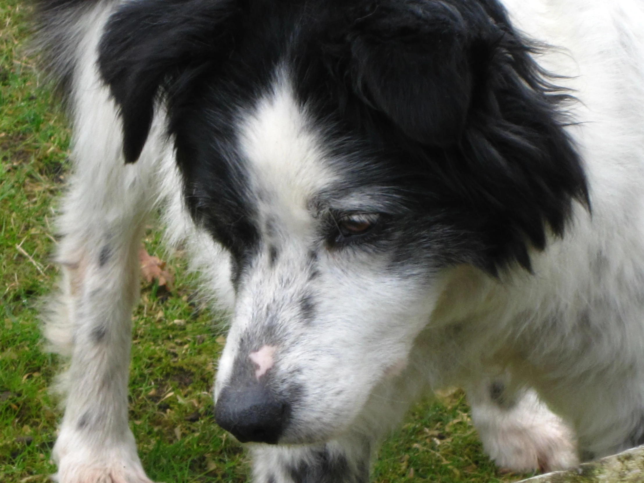 a close up of a black and white dog with long hair