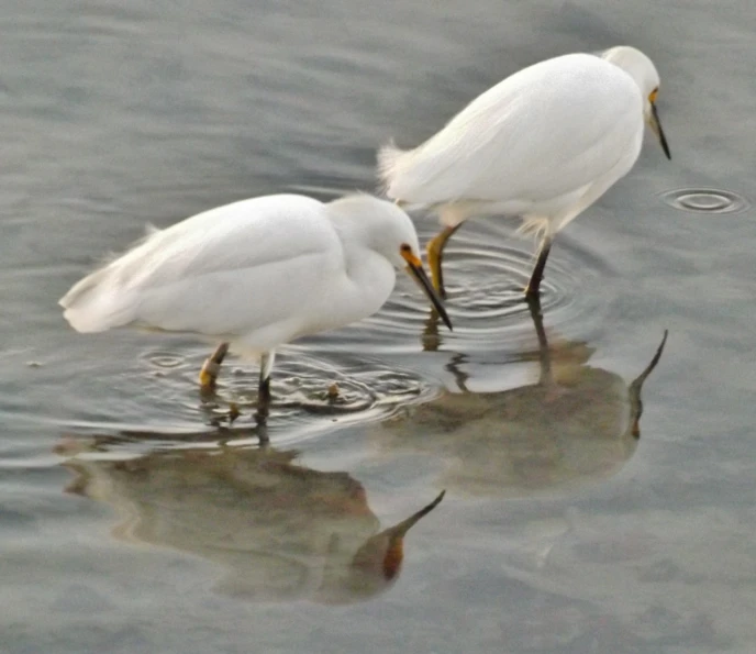 two birds standing in shallow water with their beaks touching each other