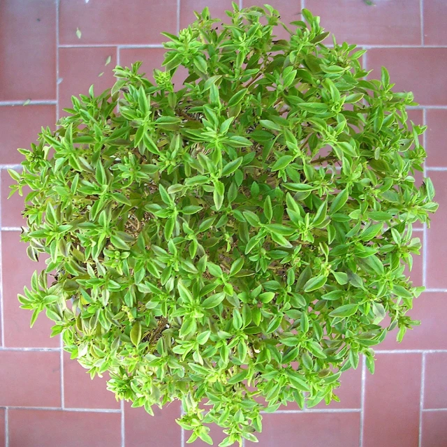 a round plant in front of a brick wall