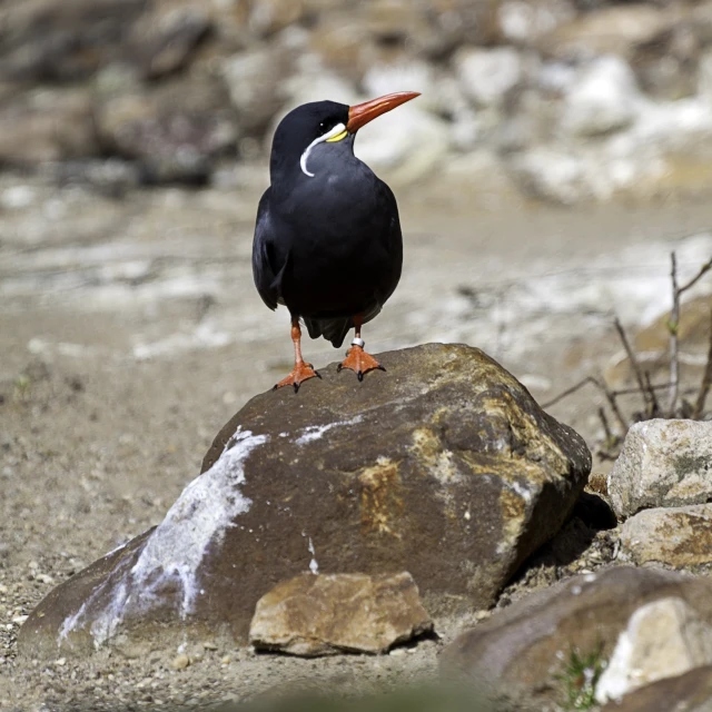 a bird is standing on top of a large rock