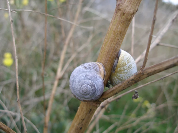 a snail is climbing up on a stick