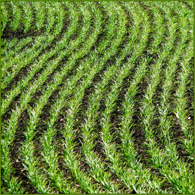 a large field of grass and a large hill