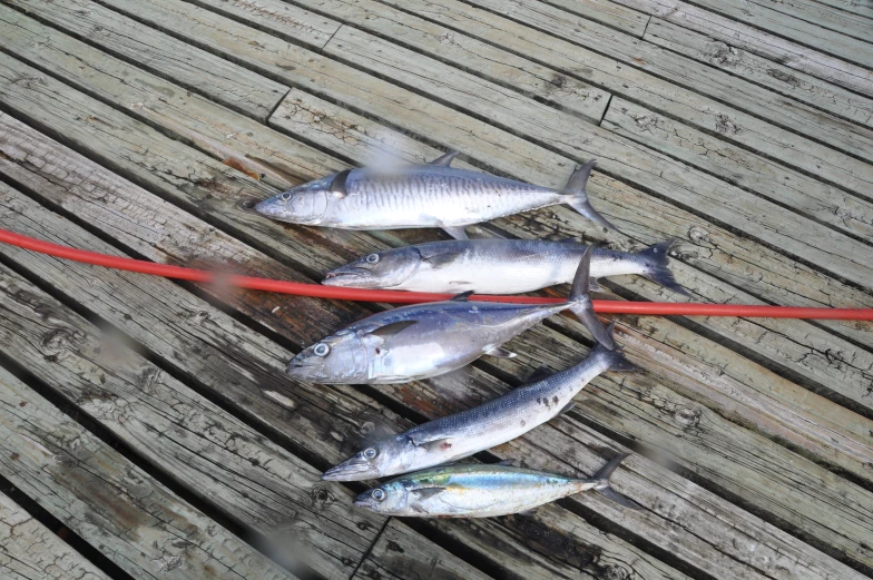 some fish are being hooked up to a cord