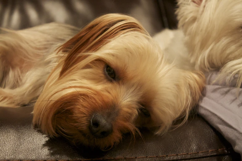 a small dog laying on top of a brown couch