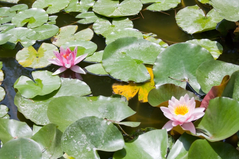 two pink water lilies are floating in a pond of lily pads