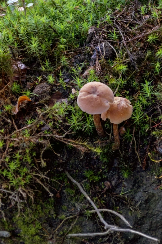 some mushrooms that are on the side of the road